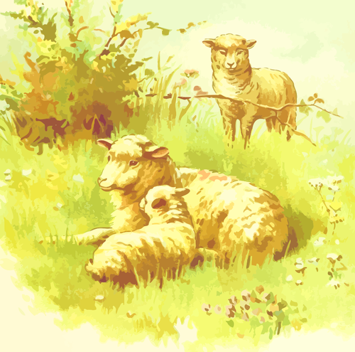 Owce w dziedzinie