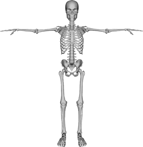 Obrázek kostry
