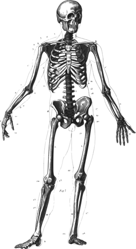 Imagen vectorial de esqueleto humano en pie