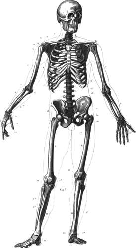 Ayakta insan iskelet vektör görüntü