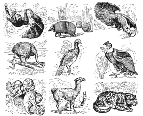 Animales de América del sur