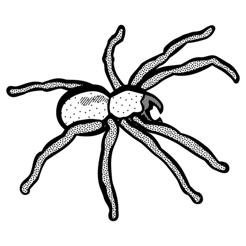 Spider-piirustus