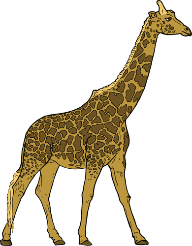 Image de la girafe