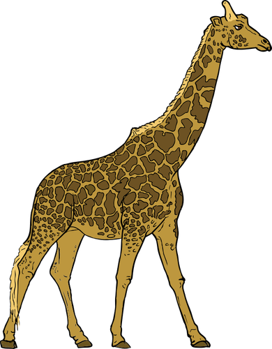 Image de la girafe