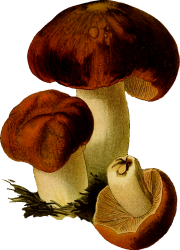 Kokuşmuş russula