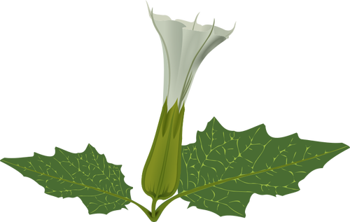 Fiore bianco