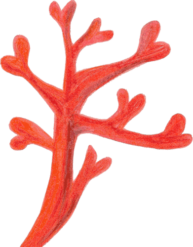 Röd korall