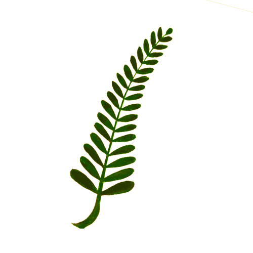 Twiggy rostlina
