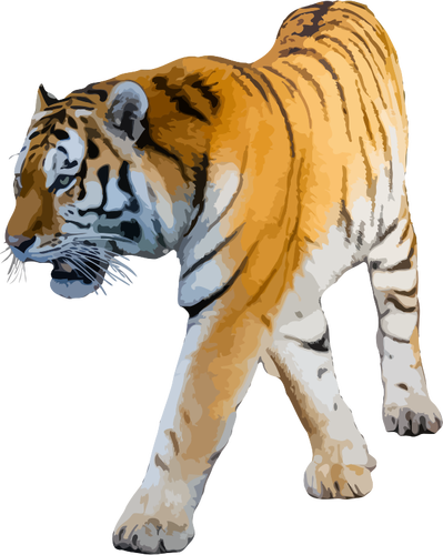 Тигр векторная иллюстрация