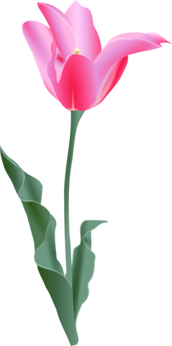 Vector image of a tulip