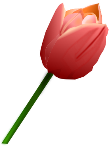 Tulipán rosa