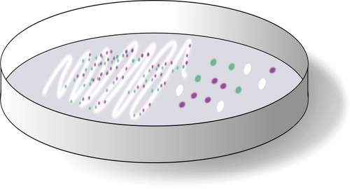 Chromogenic media dengan collonies pada pelat vektor seni klip