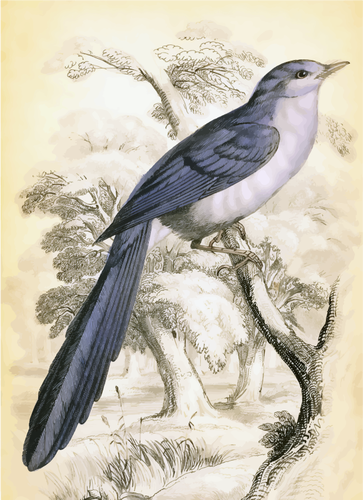 Lange staart vogel in een boom tak vector afbeelding