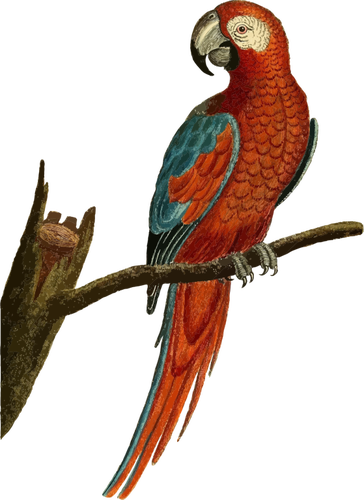 Image vectorielle perroquet