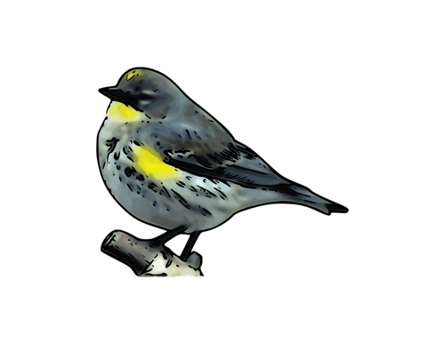 Analisi vettoriale Warbler