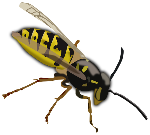 Wasp drawing