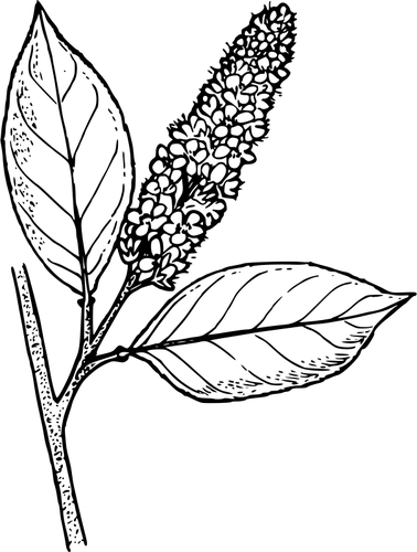 Cereja de estrangulamento ocidental