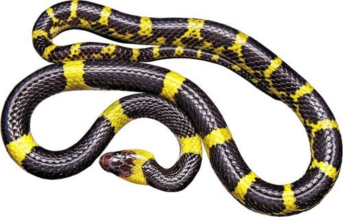黄色和黑色的蛇