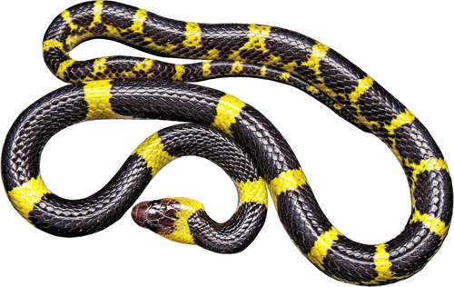 Yellow and black snake