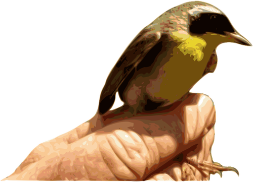 Pájaro amarillo de la garganta en un gráficos de vector de mano