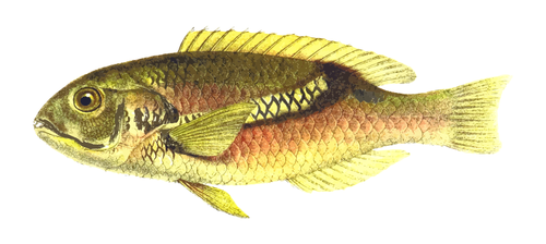 Zoster-Lippfisch