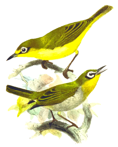 Dos pájaros amarillo