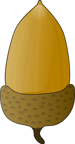 Acorn vectorillustratie