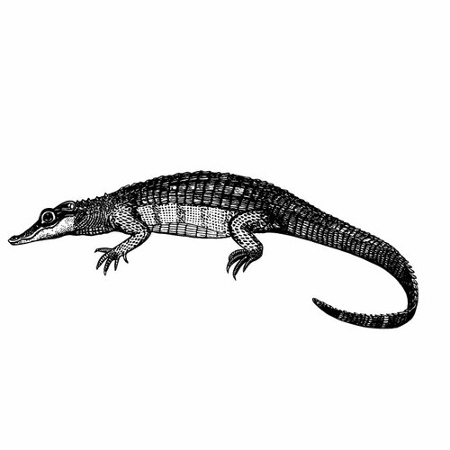 alligator