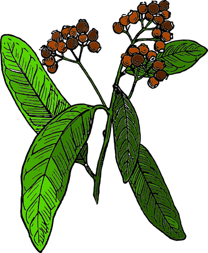 رسم متجه من فاكهة الـ allspice