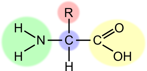 Vector image of amino acid scheme