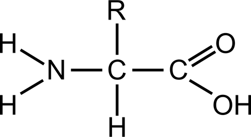 Vector clip art of amino acid