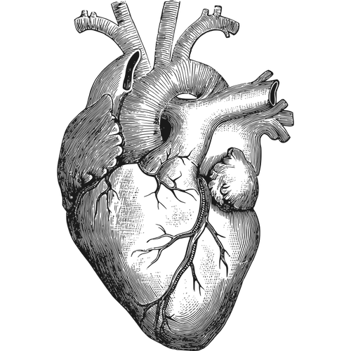 Ilustraţie de vector anatomice inima