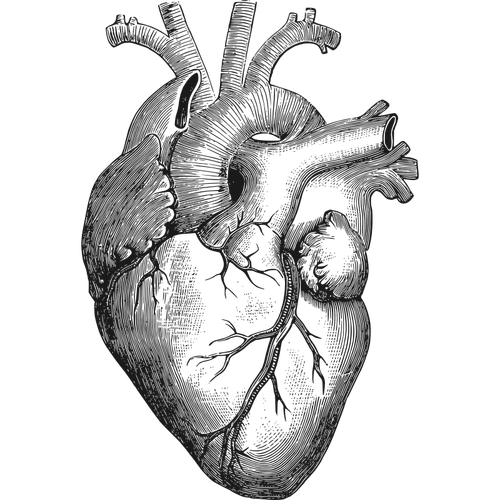 Illustrazione vettoriale di cuore anatomico