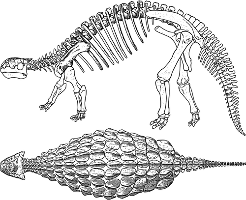 Gráficos de vetor esqueleto Ankylosaurus