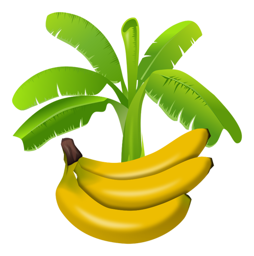 Värikäs banaanikasvi, jonka hedelmät ovat grafiikan alla