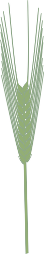 大麦植物矢量剪贴画