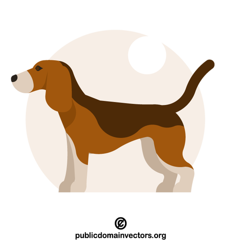 Beagle-koira