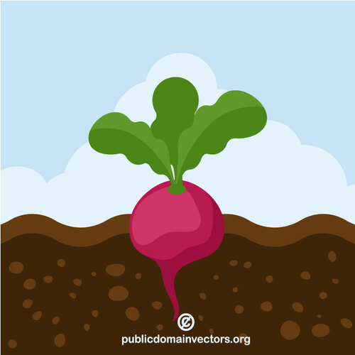 Beetroot vector image