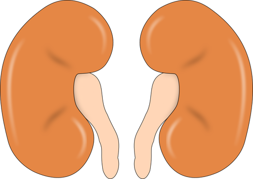 Darstellung der Nieren