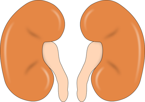 Illustration of kidneys