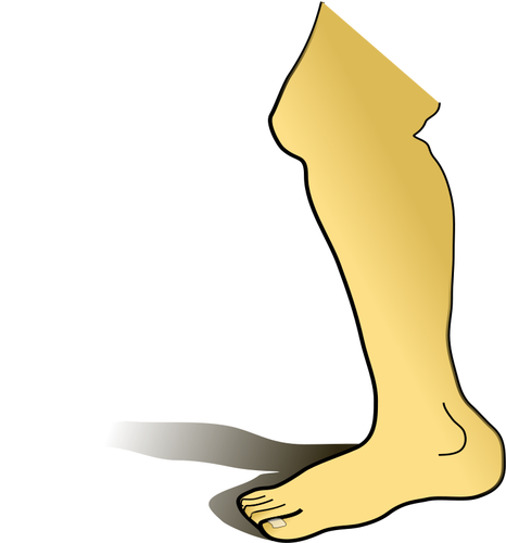 Image vectorielle de jambe humaine
