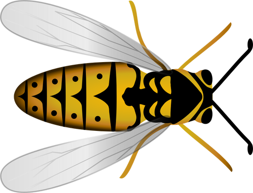 Vista superior de la abeja