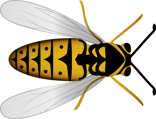 Bee ovanifrån