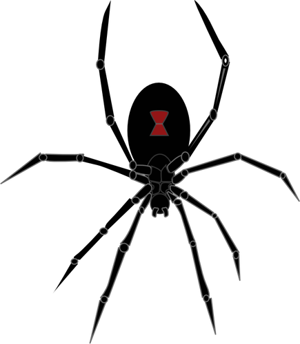 Grafica vettoriale di ragno vedova nera