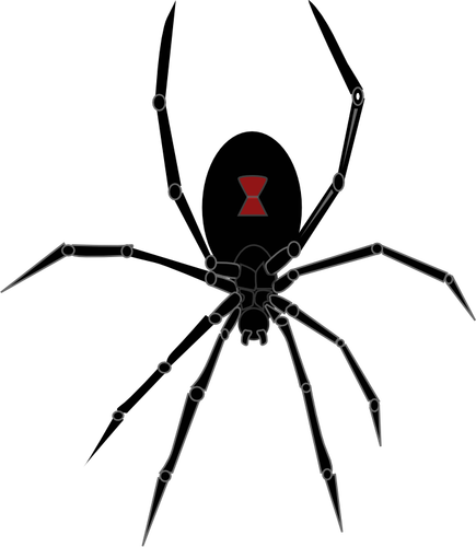 Black widow spider vector graphics