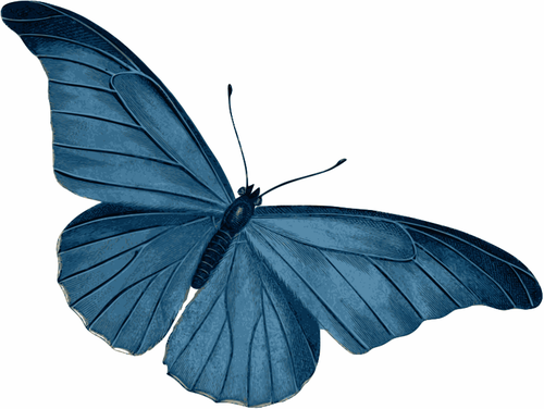 Blue Butterfly Vector