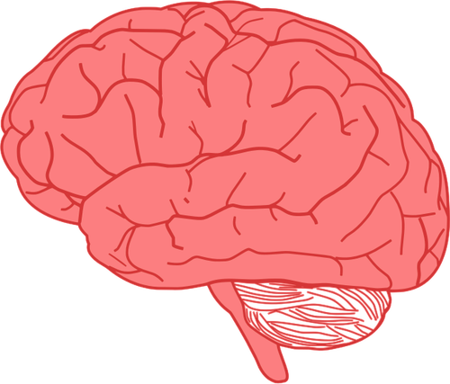 Vecteur, dessin de vue latérale du cerveau humain en rouge