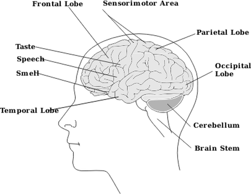 Grafika wektorowa części diagramu ludzkiego mózgu