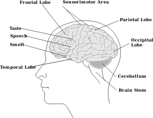 Image vectorielle des parties du schéma du cerveau humain