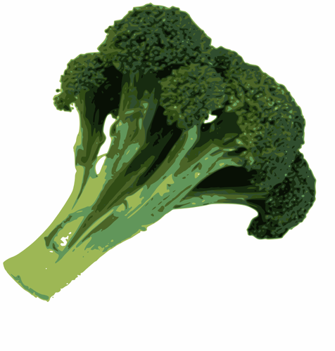 Photorealistic vector image of broccoli